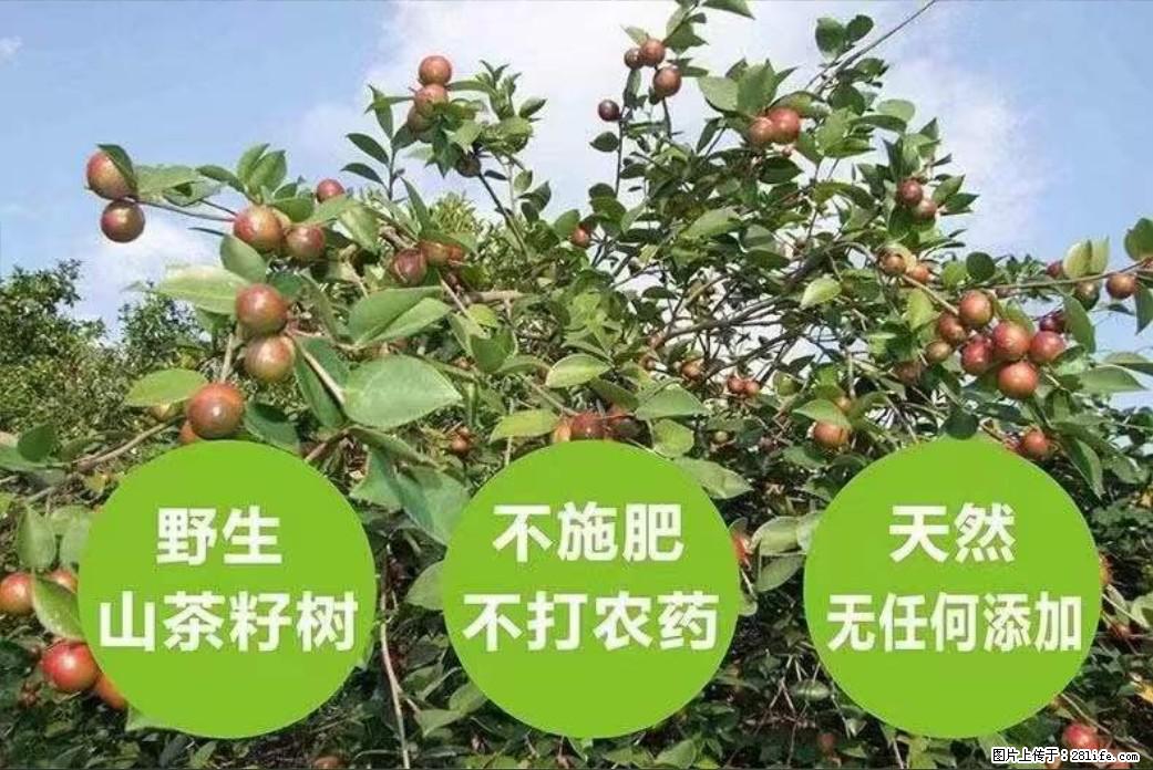 【灌阳县油茶产业示范区】一个有着充实的精神生活的人，对待身外之物自会有一种淡泊的态度 - 美食天地 - 嘉兴生活社区 - 嘉兴28生活网 jx.28life.com