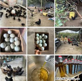 油茶园从小鸡仔开始养起的纯土鸡、土鸡蛋可以预定啦！还有前几天刚榨的纯山茶油哦 - 嘉兴28生活网 jx.28life.com