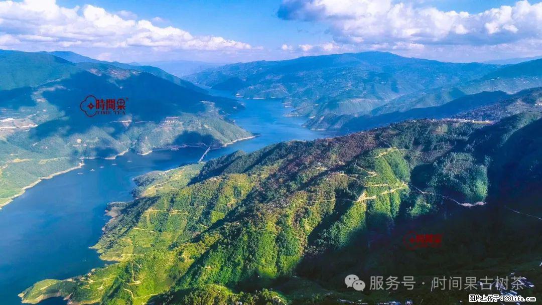 时间果百年古树龙珠普洱生茶 - 购物交流 - 嘉兴生活社区 - 嘉兴28生活网 jx.28life.com