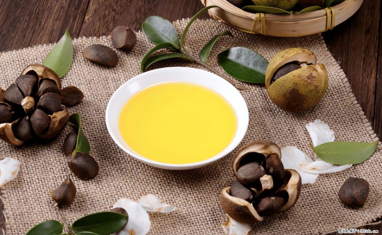 揭秘茶油的5大核心营养成分！被称为人体健康的“守护盾”！ - 嘉兴生活资讯 - 嘉兴28生活网 jx.28life.com