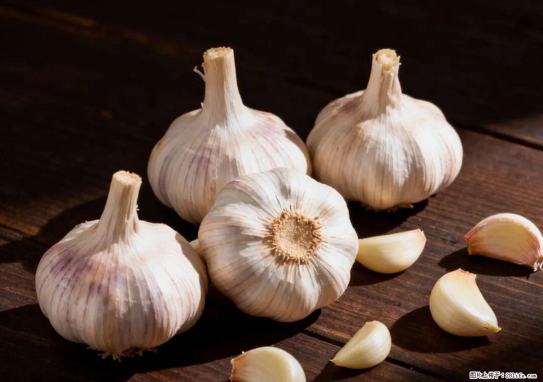 关于大蒜，除了“天然抗生素”，这4个谣言更该警惕! - 嘉兴生活资讯 - 嘉兴28生活网 jx.28life.com