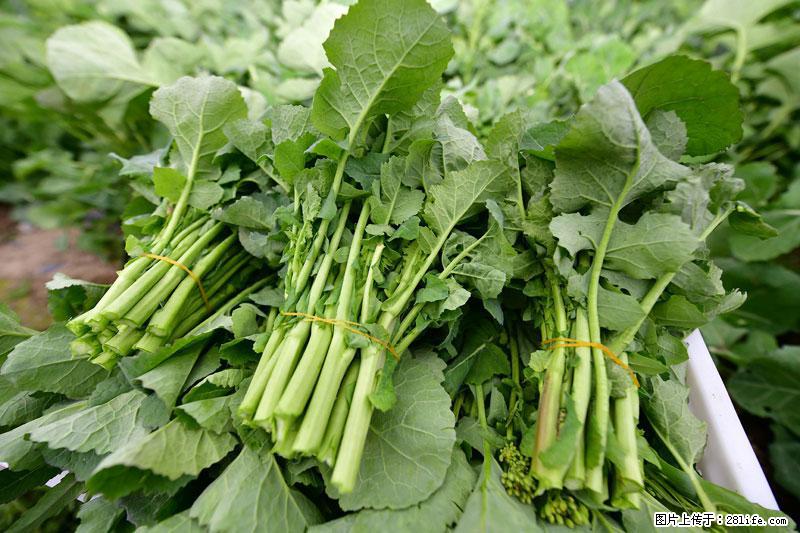这些蔬菜是“天然钙片”，这6种被医生重点推荐 - 嘉兴生活资讯 - 嘉兴28生活网 jx.28life.com